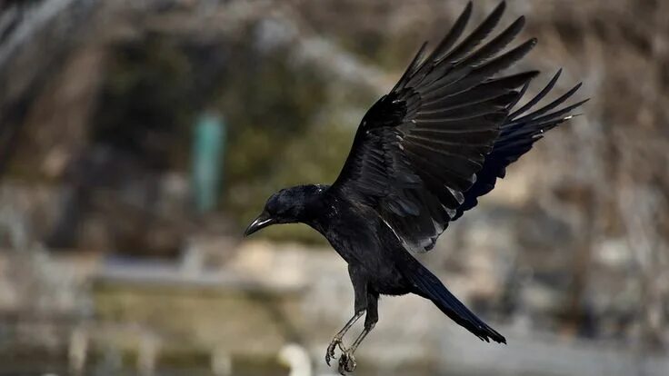 Полет вороны фото Crow Fly Winter - Free photo on Pixabay Karga, Primat, Primatlar