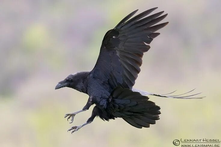 Полет вороны фото Pin on Crows, Ravens and other Black Birds