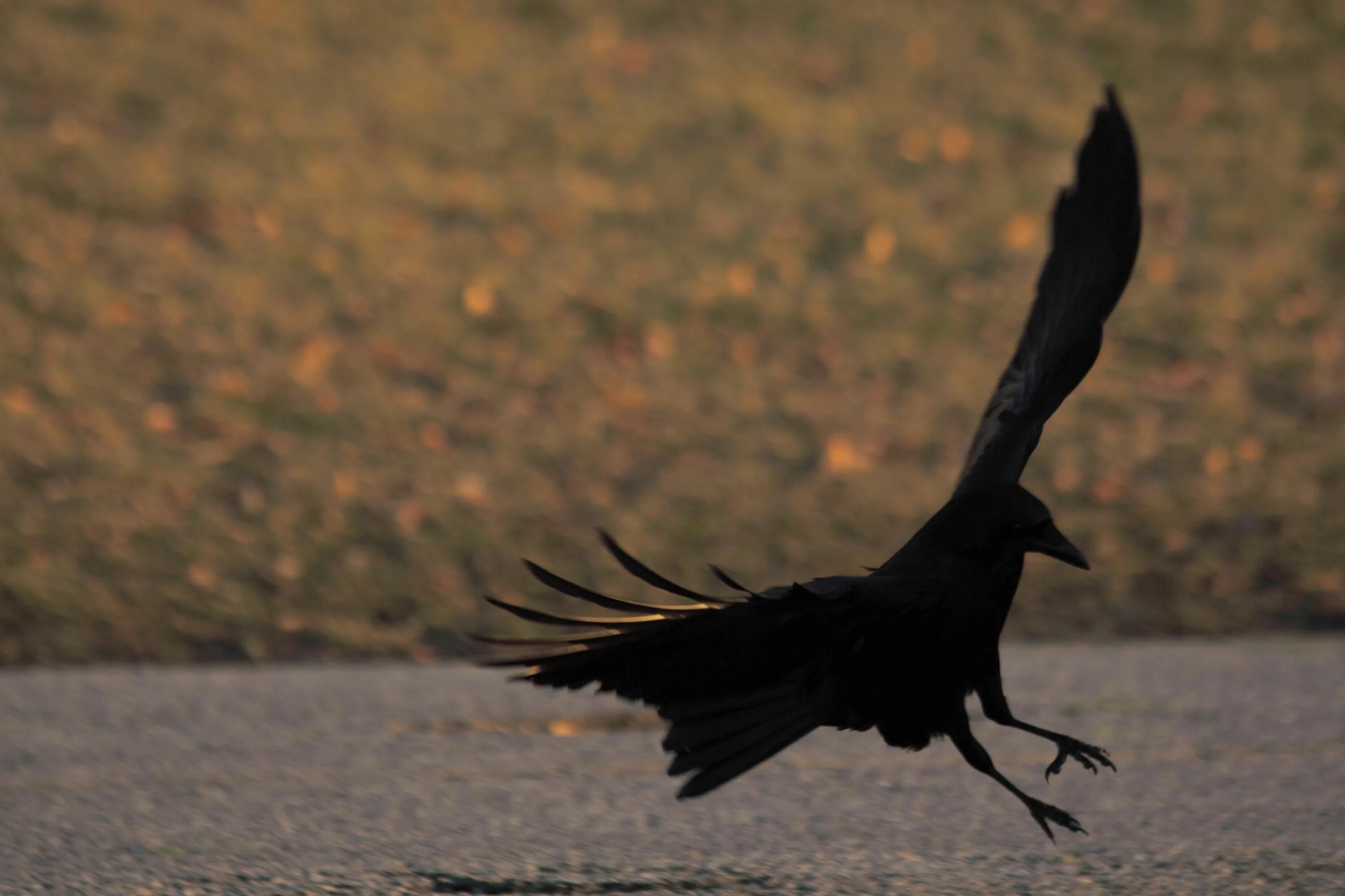 Полет вороны фото Posts from December 2011 on Goldbird Variations Bald eagle, December, Crow