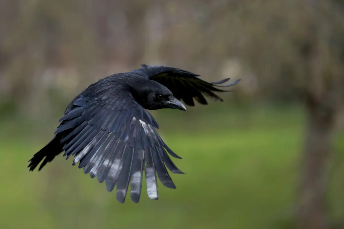 Полет вороны фото Woman in Ireland Feeds Crow From Moving Taxi and It's Going Viral