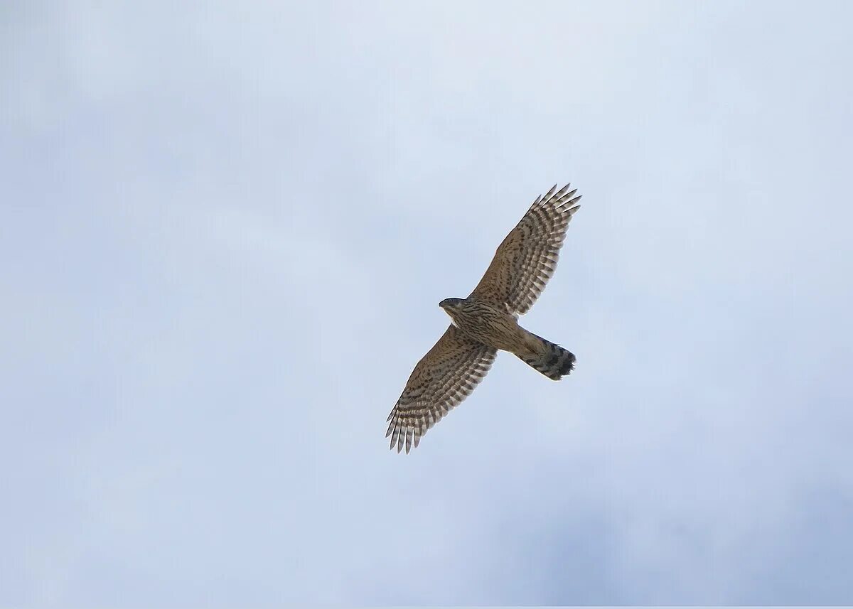 Полет ястреба фото Файл:Northern Goshawk (Accipiter gentilis) (49249669598).jpg - Википедия