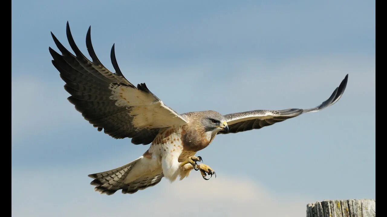 Полет ястреба фото Swainson's Hawk Call - YouTube