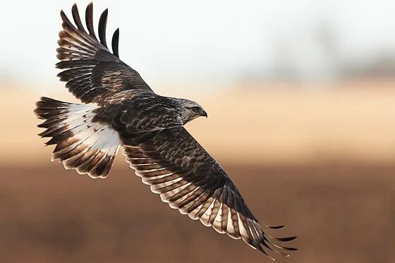 Полет ястреба фото A couple of birdies: Nature and Wildlife Photography Forum: Digital Photography 