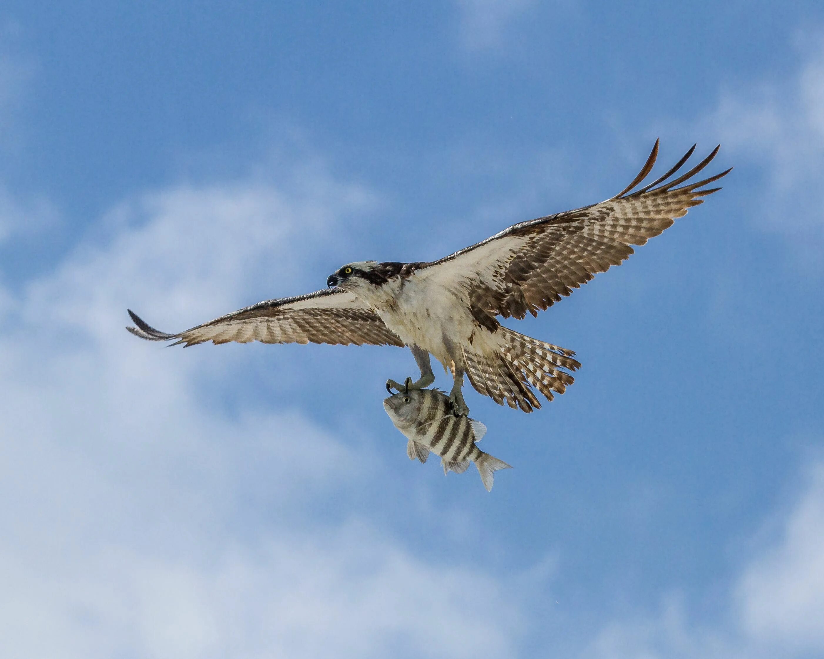 Полет ястреба фото Rich Pickings Osprey