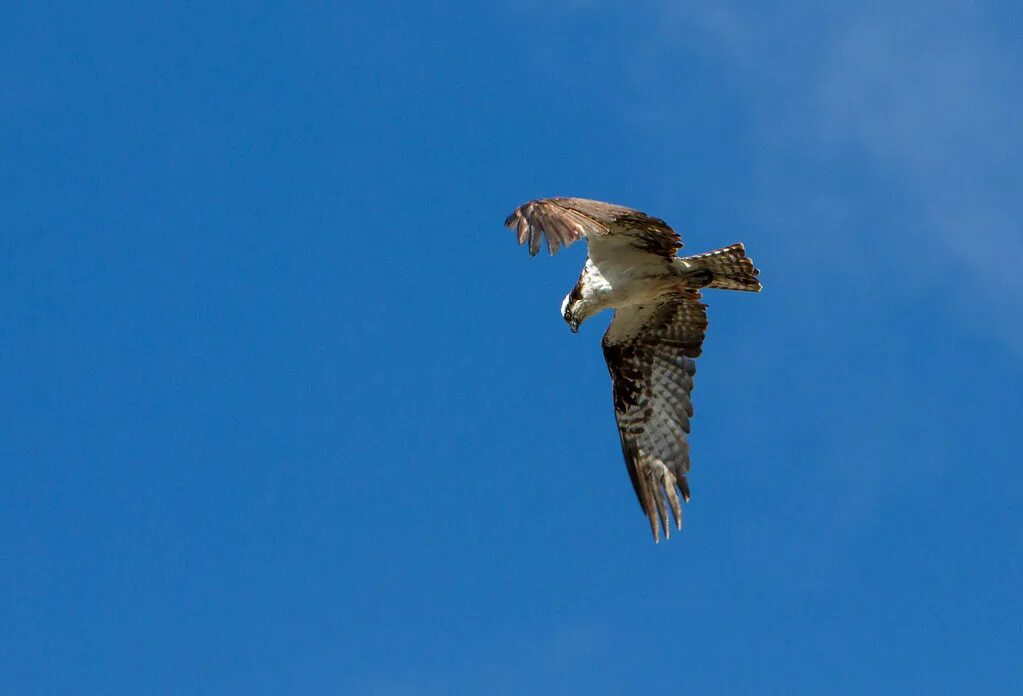 Полет ястреба фото Osprey Osprey hunting fish over the Firehole River; Jim Pe. Flickr