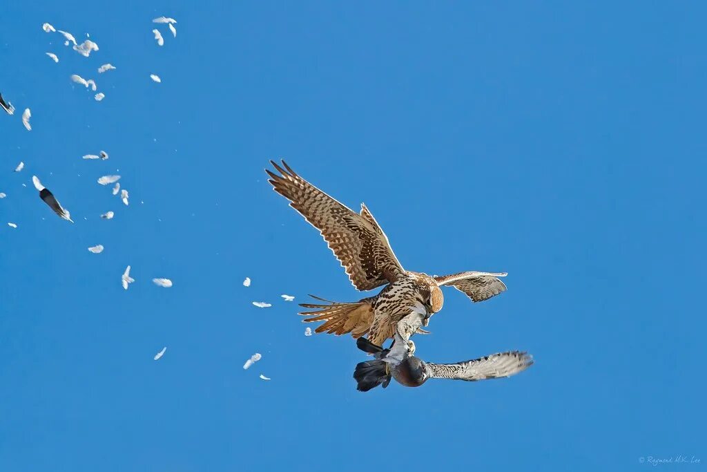 Полет ястреба фото Raptors / Owls in Flight Flickr