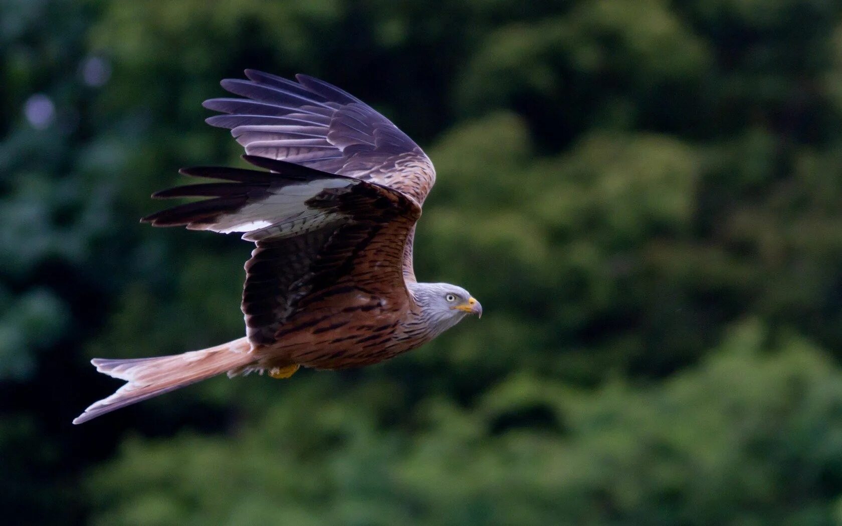 Полет ястреба фото Birds of Prey - Google Search Birds of prey, Bird, Red kite