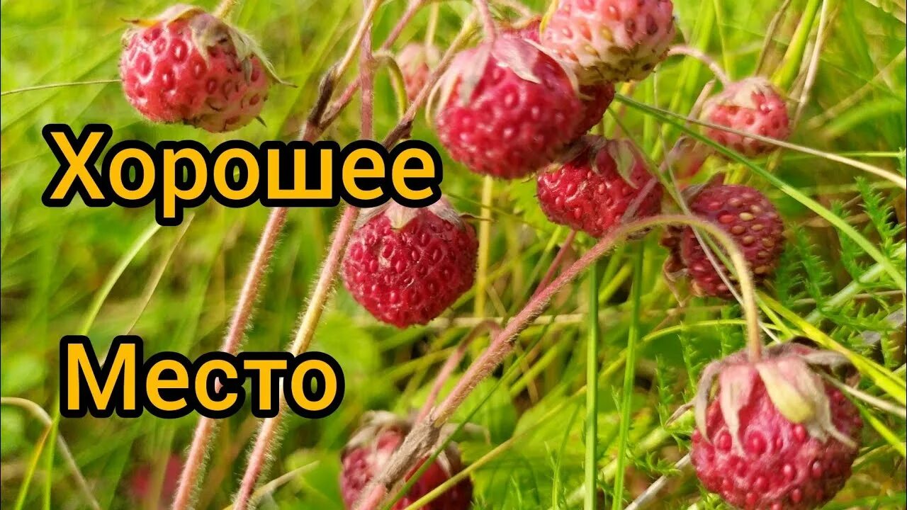 Полевая ягода фото ХОРОШЕЕ МЕСТО НАШЛИ. Сбор ягод.#ягоды# огород# лето - YouTube