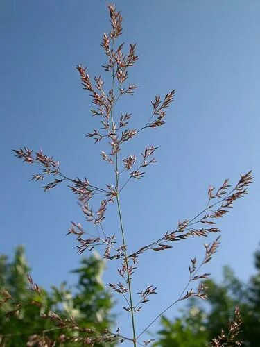 Полевица семена фото AgroAtlas - Дикие родичи культурных растений - Agrostis tenuis Sibth. - Полевица