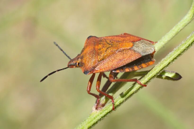 Полевой клоп фото Щитник средиземноморский, Carpocoris mediterraneus (Tamanini, 1959) - Букашки - 