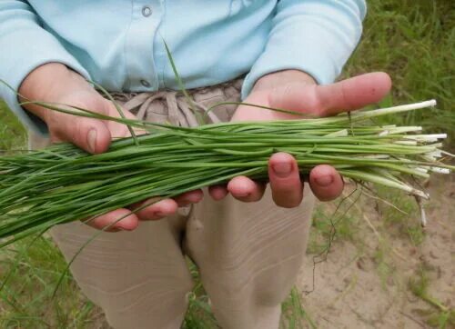 Полевой лук фото Seeds Chives Onion (Garlic Scapes) Vegetable Planting Organic Heirloom Ukraine 4