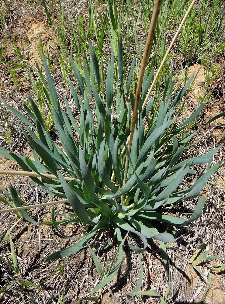 Полевой лук фото Allium senescens - Image of an specimen - Plantarium