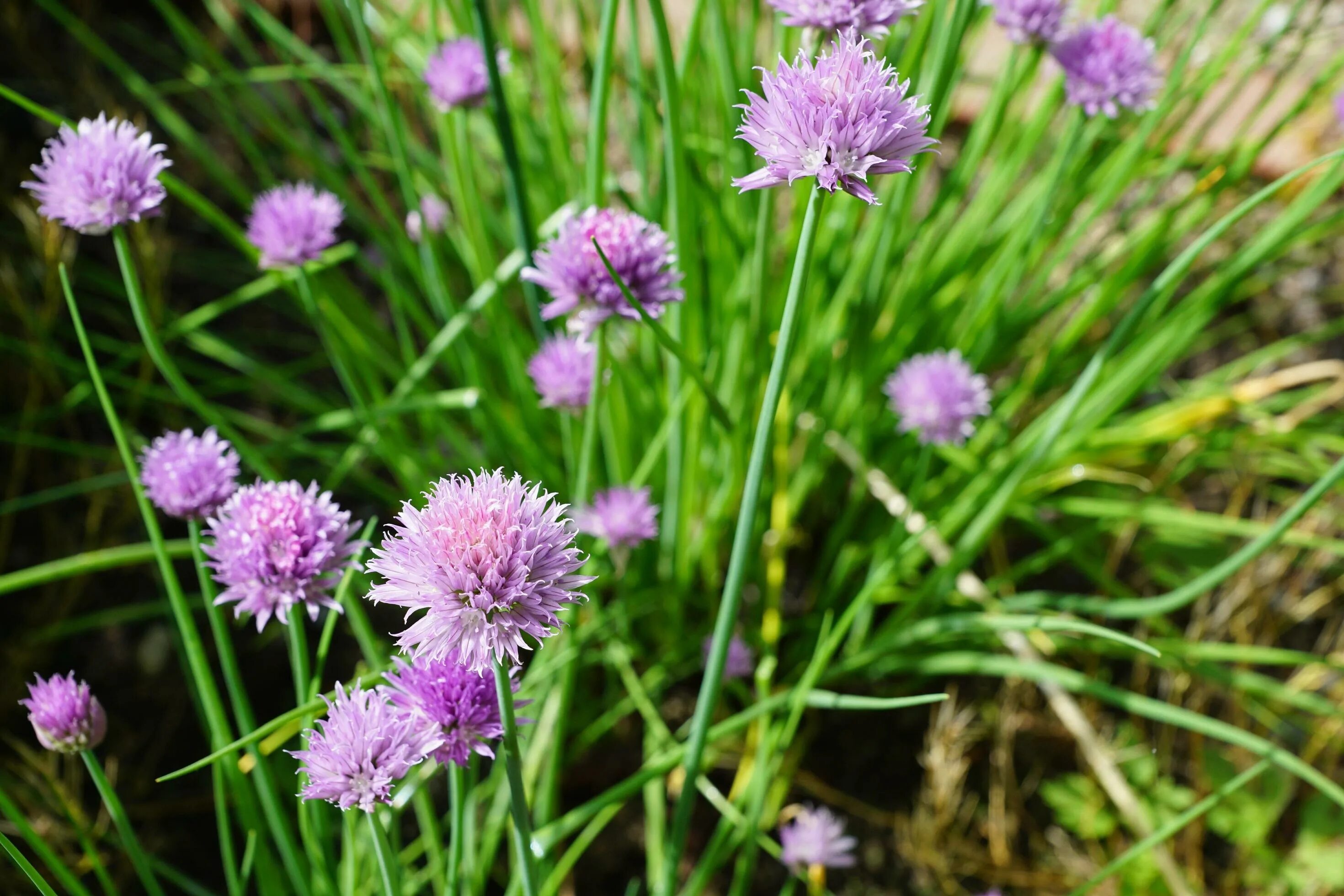 Полевой лук фото Purple leeks in the garden 1310316 Stock Photo at Vecteezy