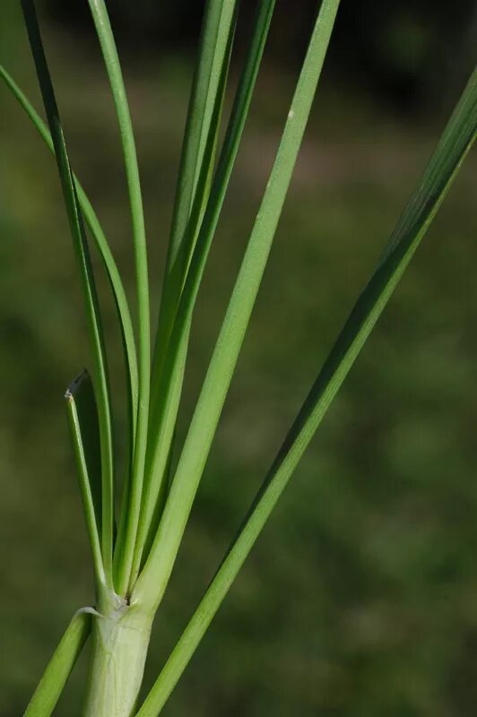 Полевой лук фото Allium ramosum - Изображение особи - Плантариум