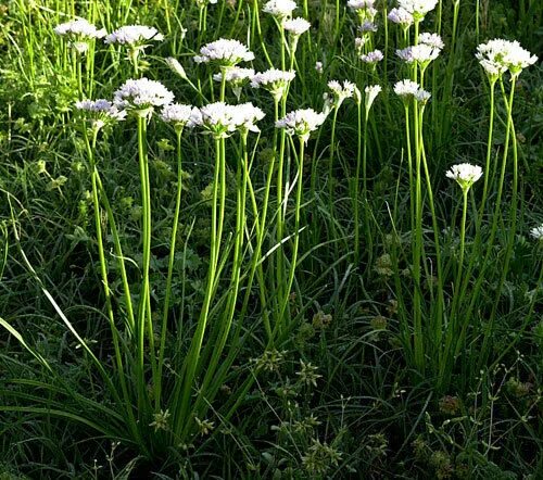 Полевой лук фото 40 Wild Garlic BULBS FOR PLANTING Field Garlic ORGANIC BIO UK GROWN Hardy eBay