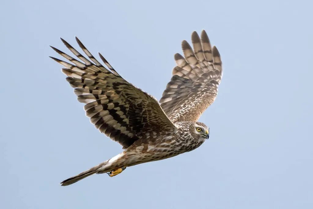 Hen Harrier (Circus cyaneus). Birds of Siberia.