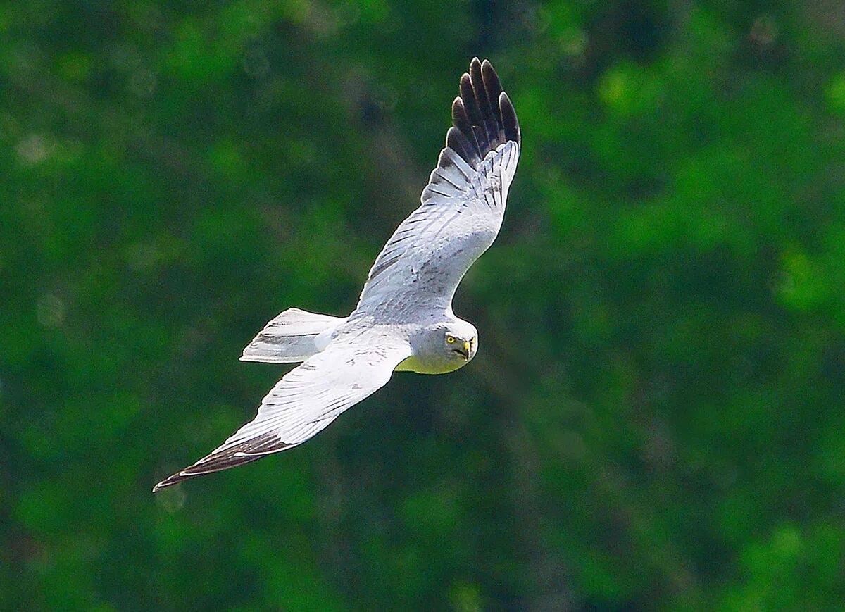 Полевой лунь фото птицы Hen Harrier (Circus cyaneus). Birds of Siberia.