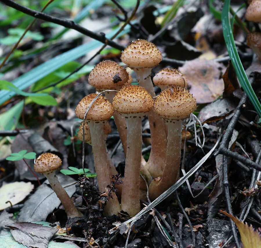 Полевой опенок фото и описание Armillaria mellea