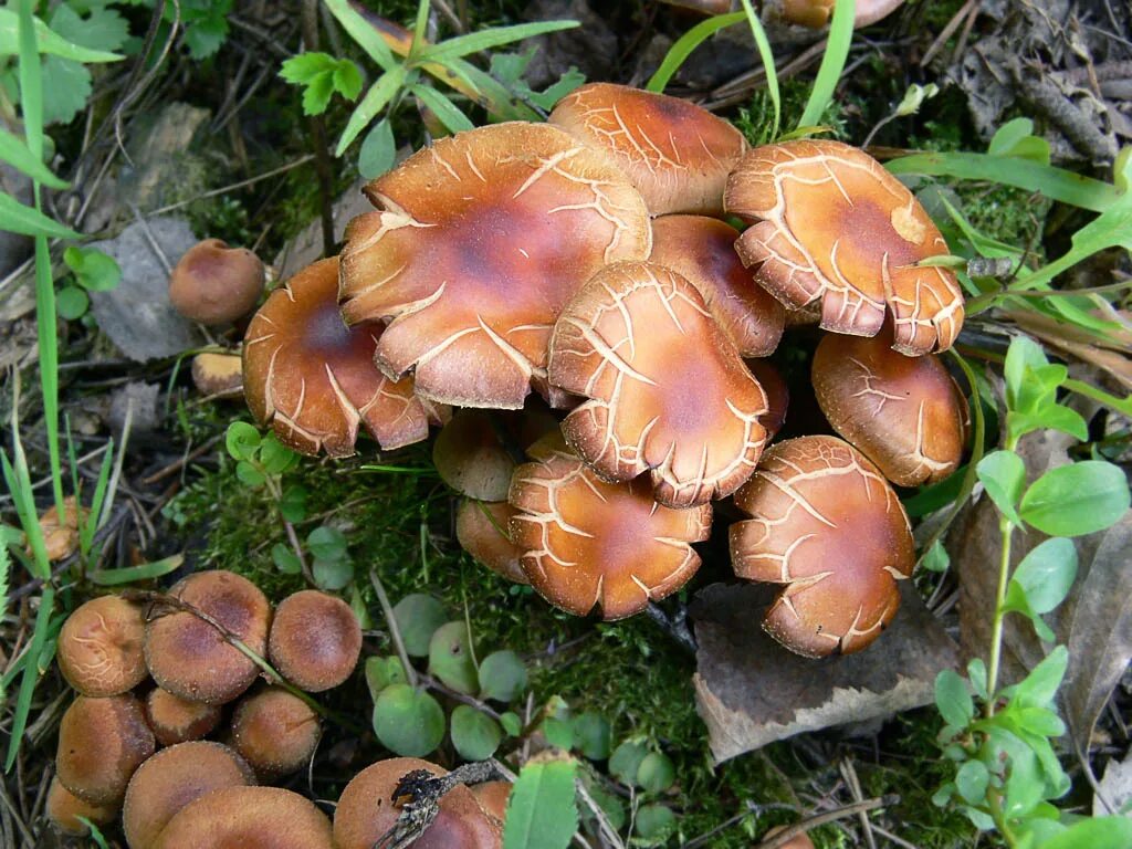 Полевой опенок фото и описание Фотокаталог грибов: Опёнок летний (Kuehneromyces mutabilis)