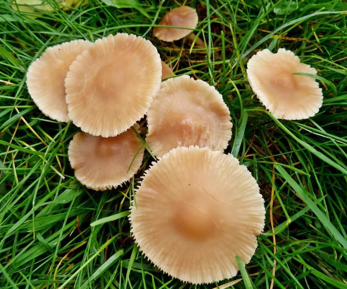 Полевой опенок фото и описание Опенок луговой (Marasmius oreades)