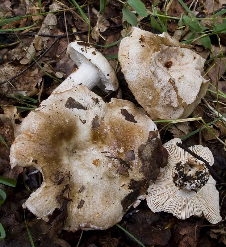 Полевые грибы крыма фото и названия Russula acrifolia s.l. (Holubinka palčivolupenná)