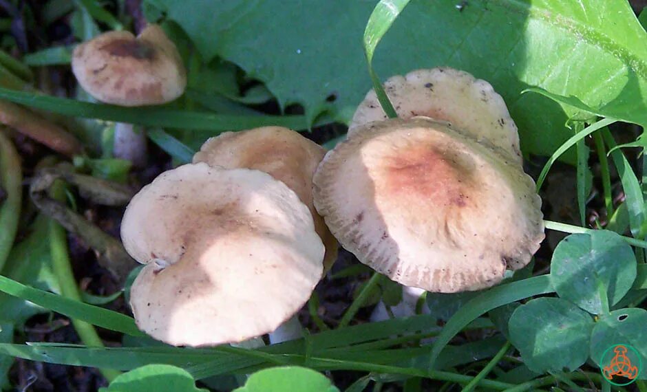 Полевые грибы крыма фото и названия Луговой опёнок - Marasmius oreades - Грибы Уломы Железной