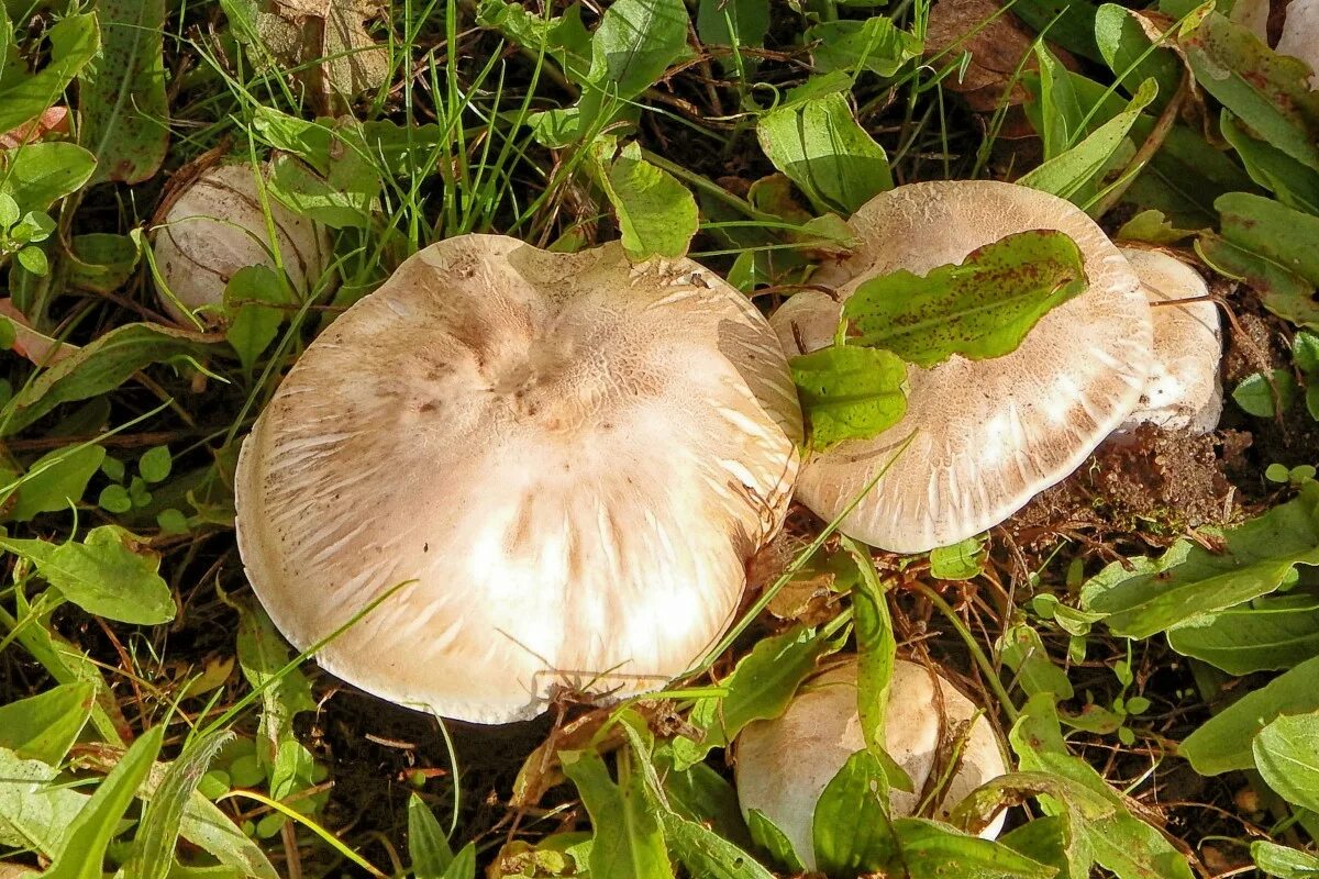 Полевые грибы крыма фото и названия Free Images : nature, forest, grass, flower, autumn, botany, flora, fauna, fungu