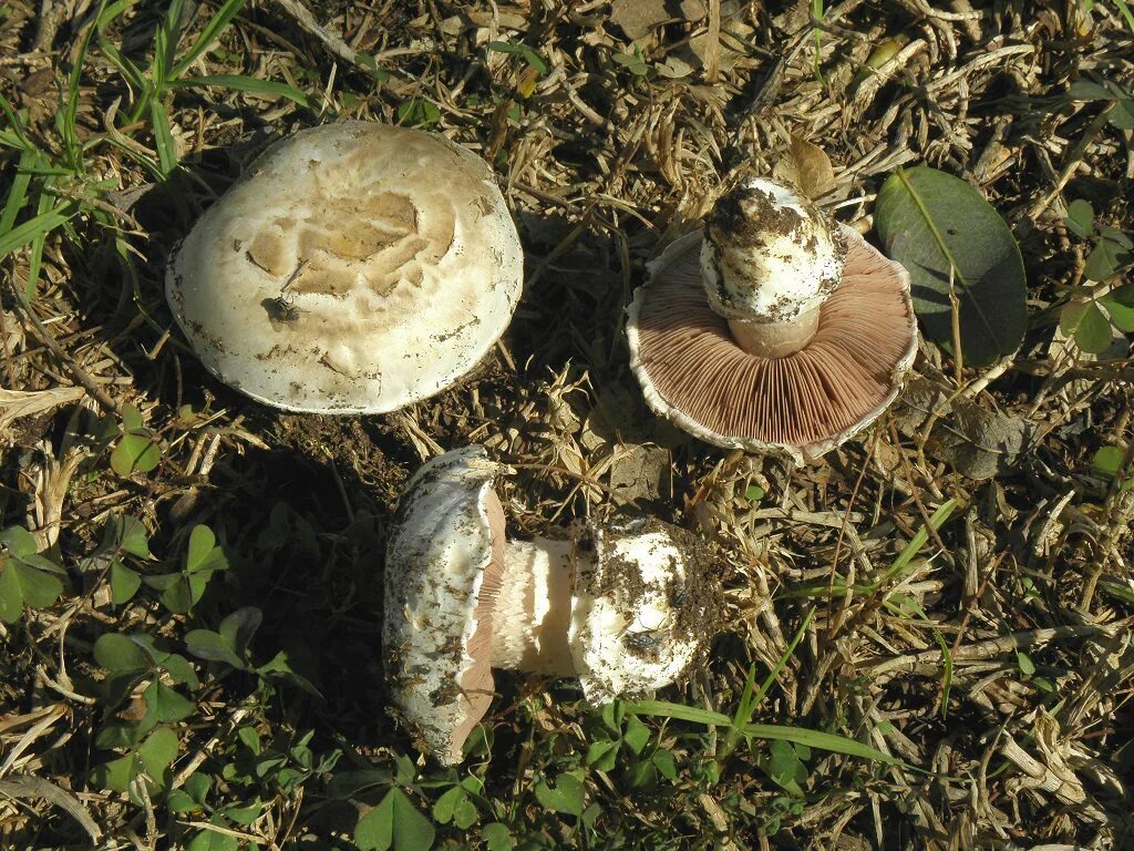 Полевые грибы крыма фото и названия Agaricus bernardiiformis. Фото на сайте "Грибы: информация и фотографии"