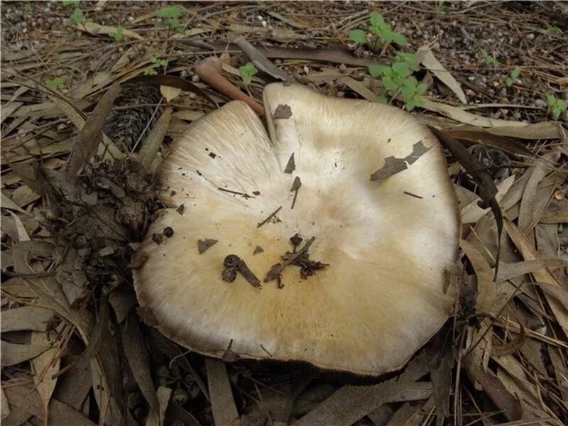 Полевые грибы крыма фото и названия Agaricus arvensis