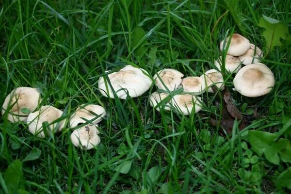 Полевые грибы крыма фото и названия Marasmius oreades, Fairy Ring Champignon mushroom