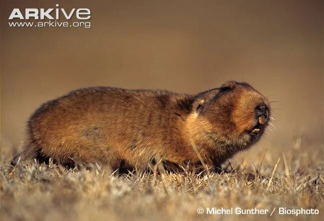 Полевые грызуны средней полосы фото с названиями Rat-taupe géant / Giant Mole Rat (Tachyoryctes macrocephalus) Sous-ordre : Myomo