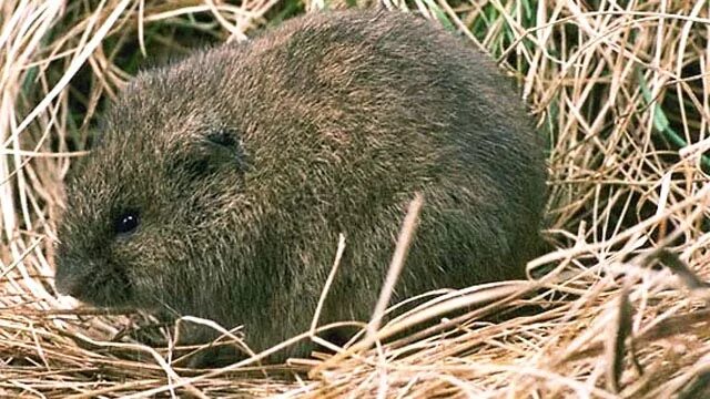 Полевые грызуны средней полосы фото с названиями Maximixing onions, controlling voles challenge Island gardeners - The Martha's V