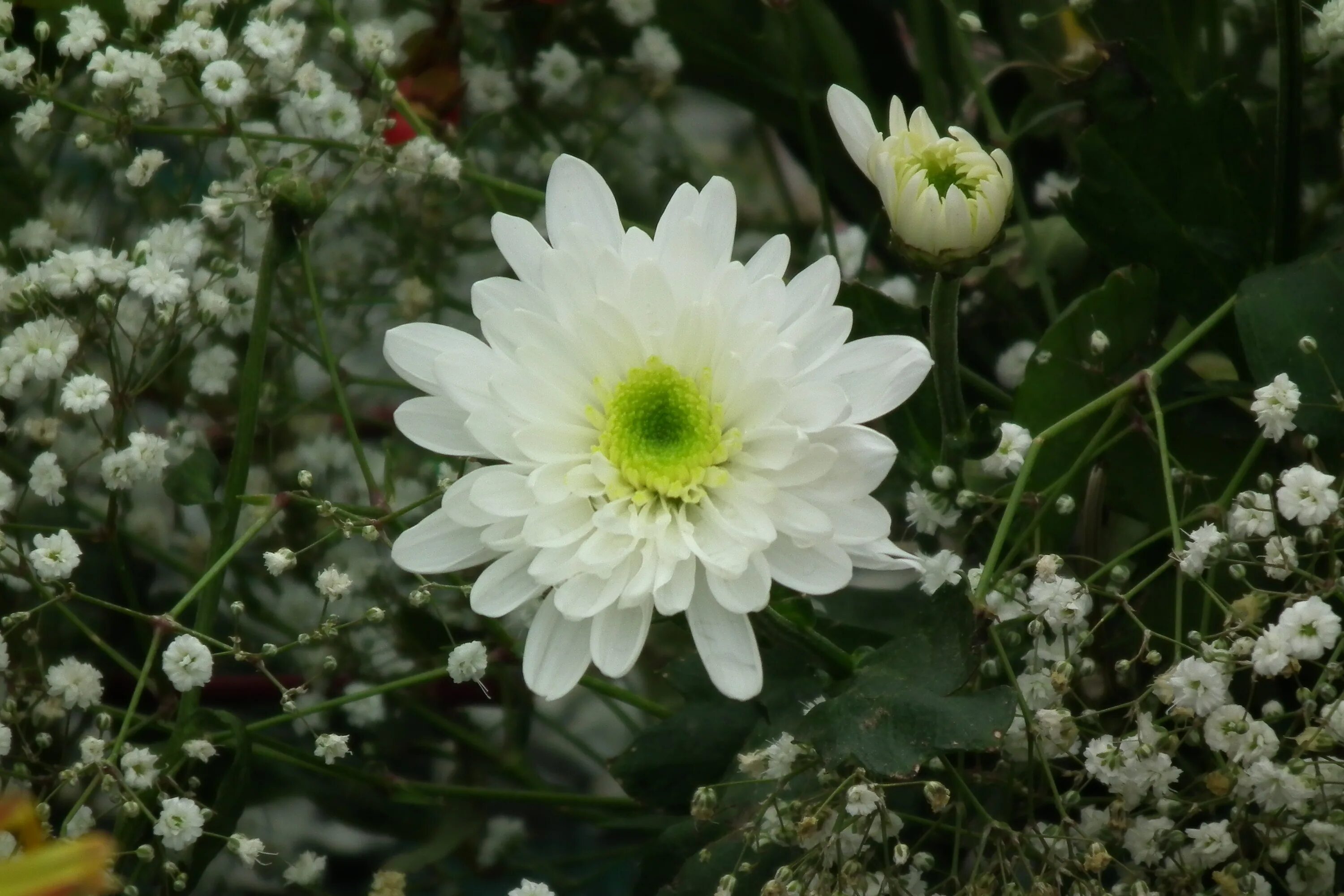 Полевые хризантемы фото File:Chrysanthemum white at lalbagh7293.JPG - Wikimedia Commons