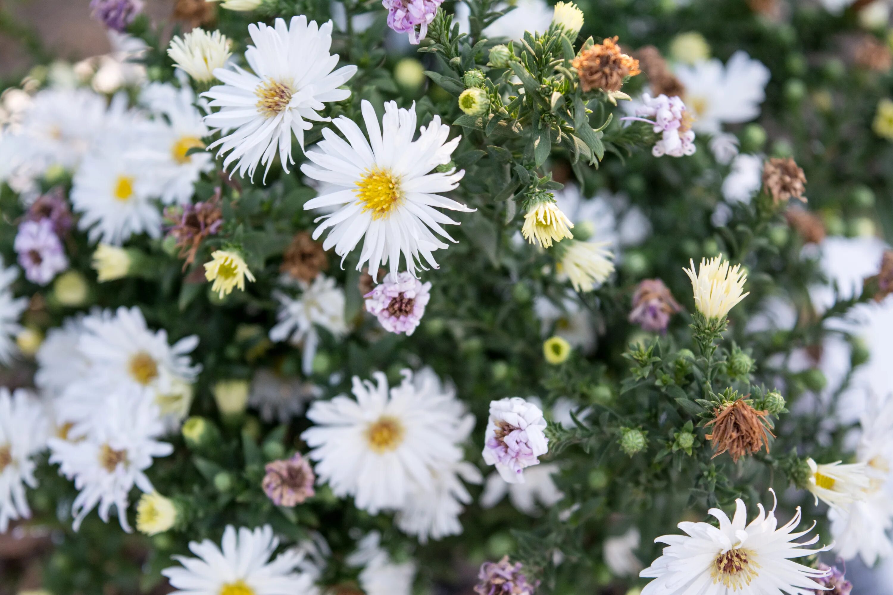 Полевые хризантемы фото Free Images : flower, bloom, bouquet, botany, flora, wildflower, aster, flowerin