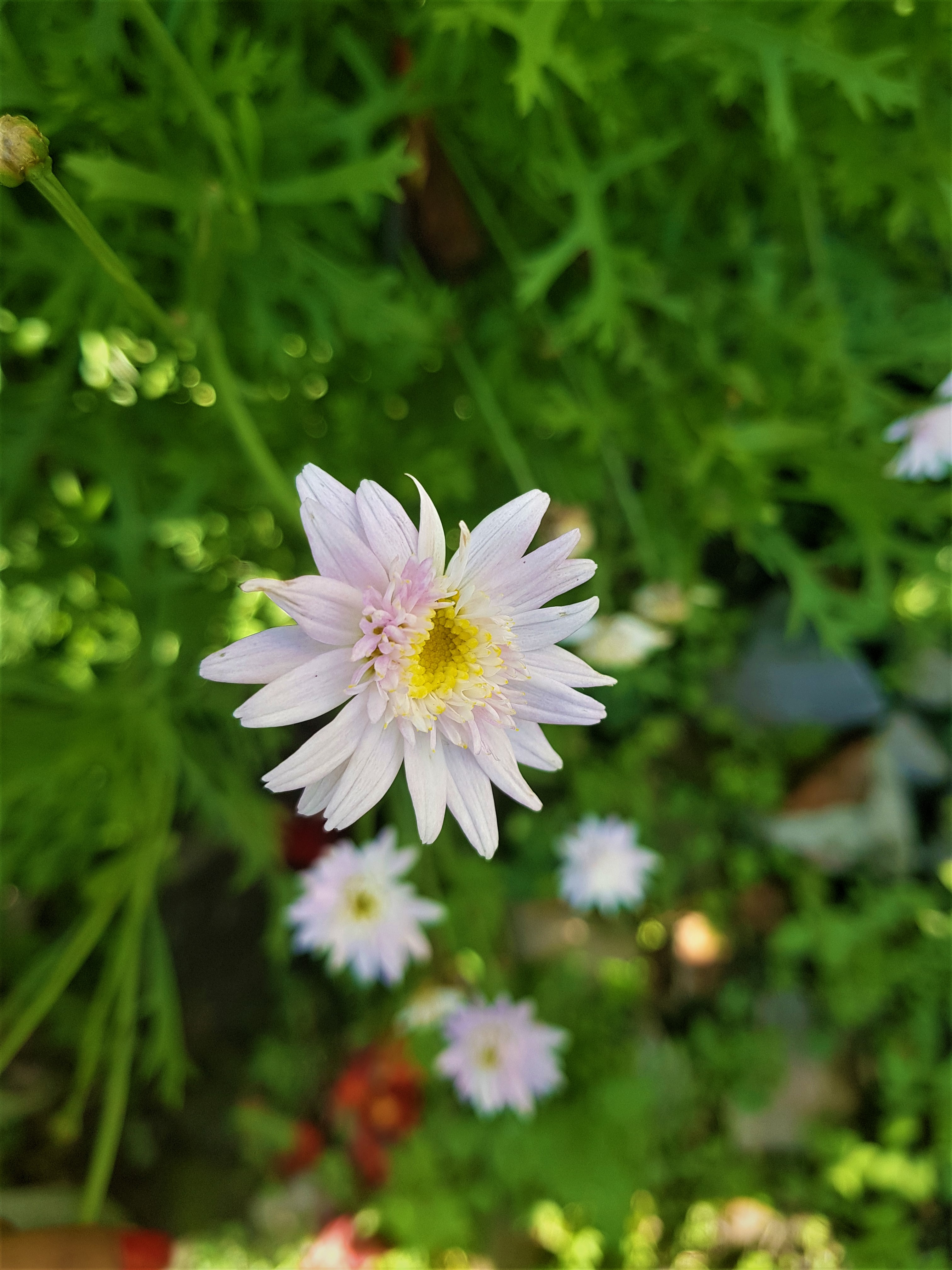 Полевые хризантемы фото File:Chrysanthemum Plant (1) 07.jpg - Wikimedia Commons