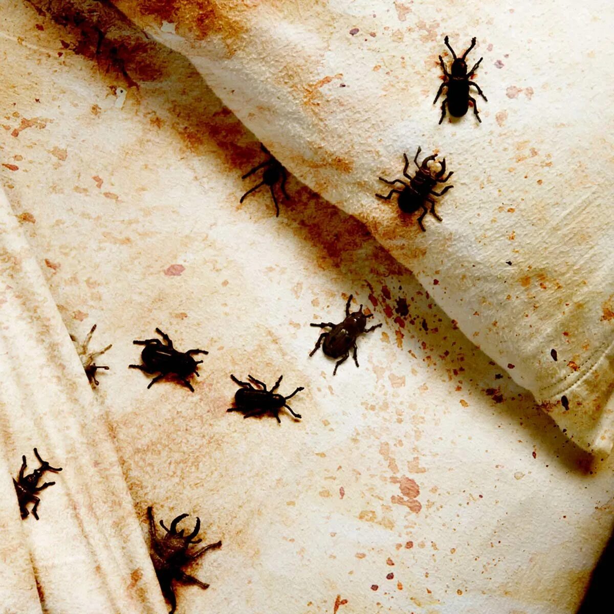 Полевые клещи в кровати фото 15 Pest Control Horror Stories That Will Make Your Skin Crawl