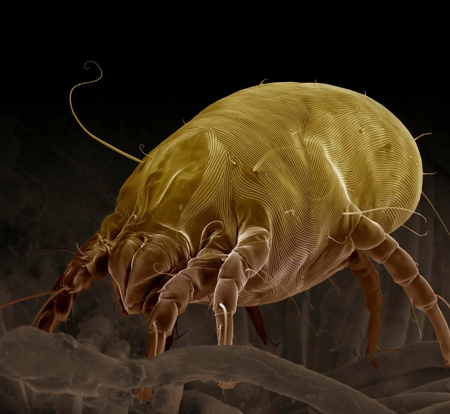 Полевые клещи в кровати фото Dust Mite Bites: Treatment, Symptoms, and More