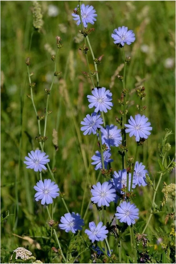 Полевые цветы средней полосы россии фото Pin su цикорий nel 2024 Fiori selvatici, Fiori, Fiori di campo