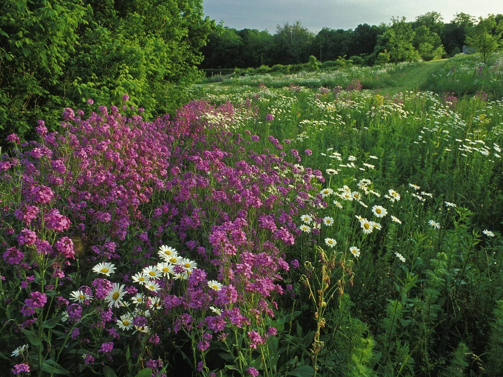 Free Images : field, prairie, herb, flora, orchid, wildflower, wild flowers, gra