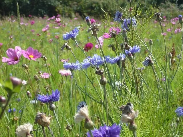 Полевые цветы средней полосы россии фото Fleurs D'Été Fleur Sauvage La - Photo gratuite sur Pixabay