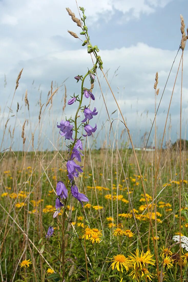 Полевые цветы волгоградской области фото Campanula rapunculoides - Изображение особи - Плантариум