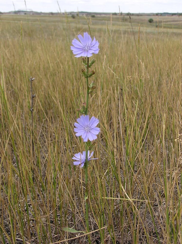 Полевые цветы волгоградской области фото Cichorium intybus - Image of an specimen - Plantarium