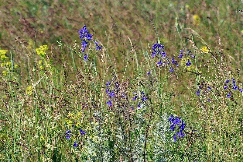 Полевые цветы волгоградской области фото Delphinium consolida - Изображение особи - Плантариум