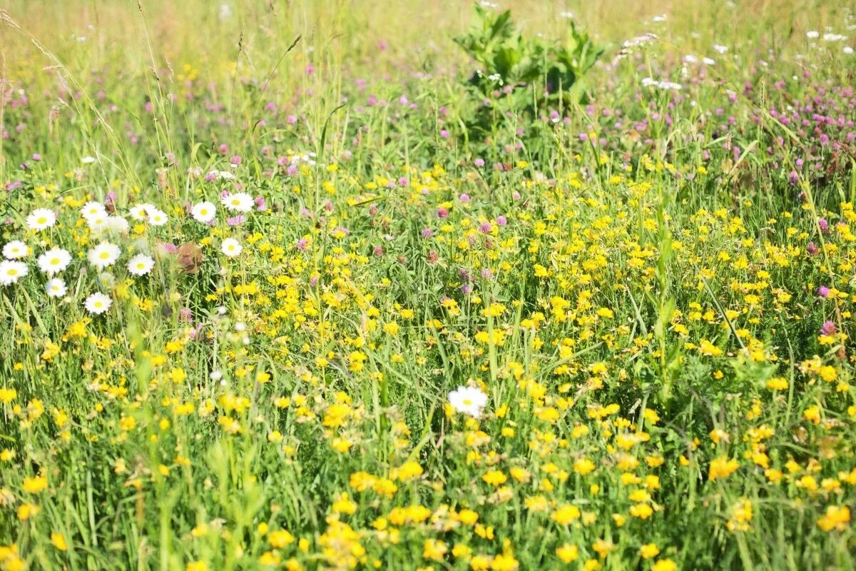 Полевые травы фото с названиями Free Images : nature, outdoor, field, lawn, meadow, prairie, flower, summer, wil