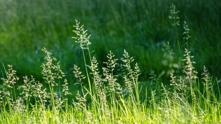 Полевые травы фото с названиями Pin by Nurul Allysha on Fält och ängar Grass, Herbs, Beautiful flowers