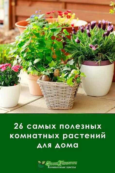 Полезные комнатные растения фото Top 10 комнатные растения для детей ideas and inspiration