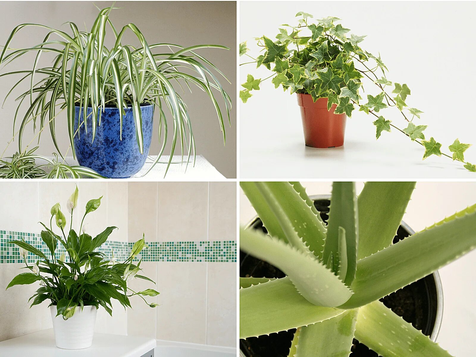 Полезные комнатные растения фото и название Best Air Purifying House Plants for Your Home and Office Air purifying house pla