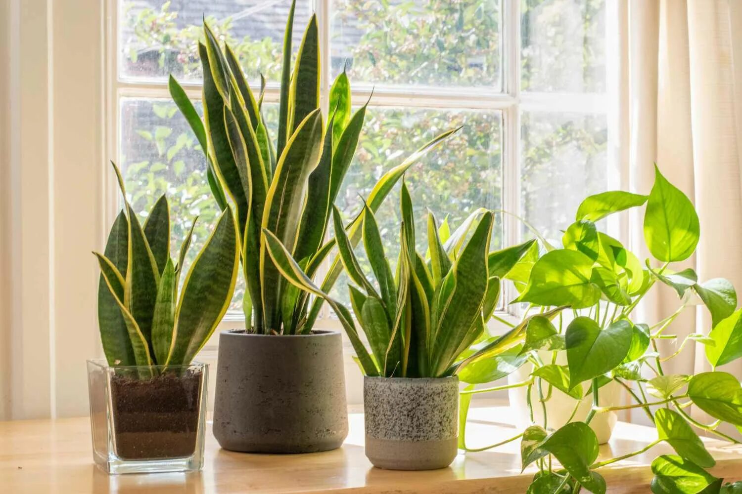 Полезные комнатные цветы фото Snake Plant Care Guide: What to Know About This Easy Houseplant