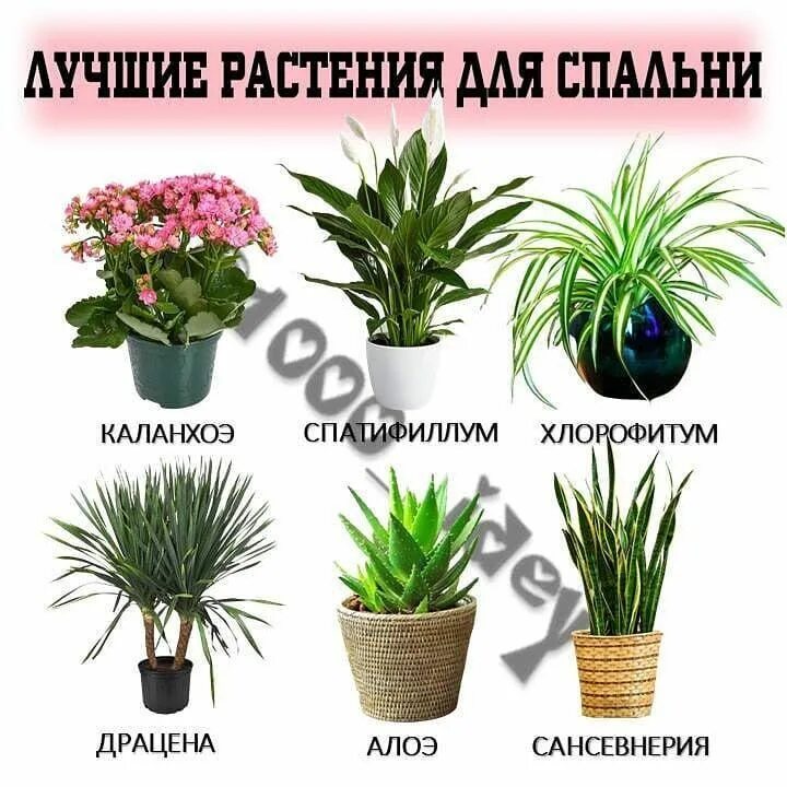 Самые полезные комнатные растения для квартиры Garden plants design, Home flower