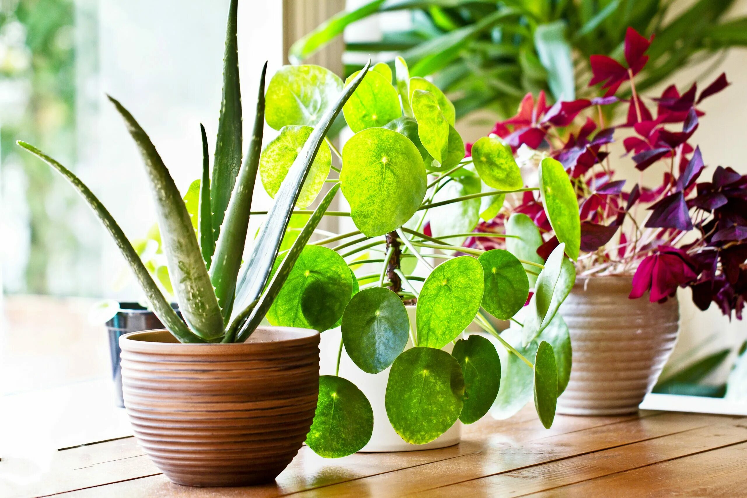 Полезные комнатные цветы фото Houseplants can instantly reduce indoor air pollution - Earth.com